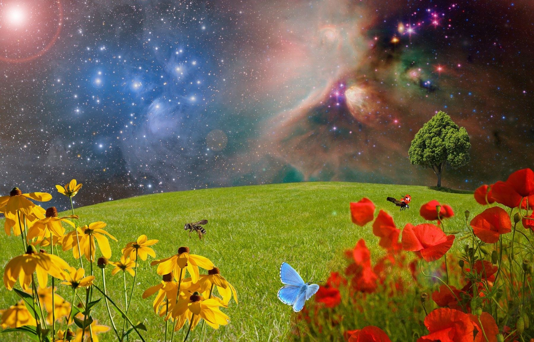 Journée entre Ciel et Terre : Astro - Botanique